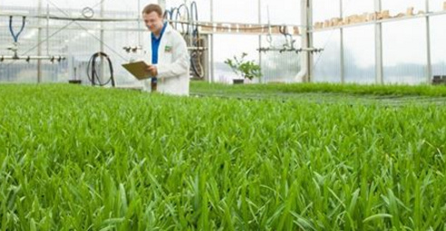 GMO Turf Development