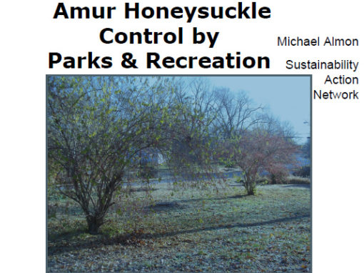 Amur Honeysuckle