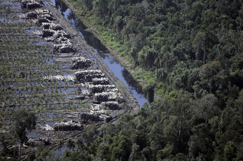 Forests – the Best Carbon Sink Available: Let’s Keep it That Way